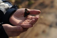 Slováci zatkli Čechy při lovu motýlů, hrozí jim vězení