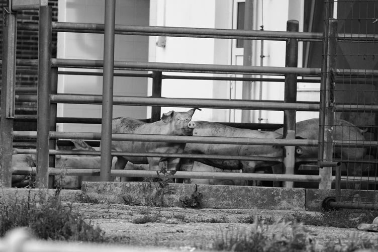 Week of Life - Jan Vrba - 11. 6. 12 - 4