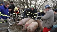 "Zmatená prasata odmítala opustit nákladový prostor a naopak mimo hořící prostory nezadržitelně vbíhala na rychlostní komunikaci a hrozilo nebezpečí střetu s projíždějícími vozidly," popisuje martyrium zvířat mluvčí hasičů.