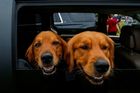 Zlatí retrívři Gus a Obie vykukují z auta na parkovišti výstavy Westminster Kennel Club Dog Show.