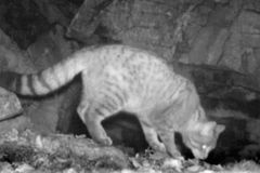 Video: Na Šumavě poprvé natočili vzácnou kočku divokou. Značkuje si území