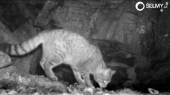 Fotopasti v Pošumaví natočily šelmu, která nápadně připomíná kočku divokou