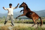 Muž krotí svého koně v Poonchi (indická část Kašmíru)