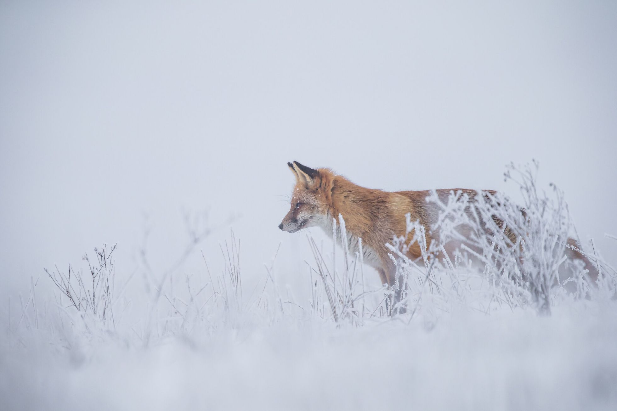 Nominace na Czech Nature Photo 2020