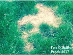 Příklady poškozeného trávníku