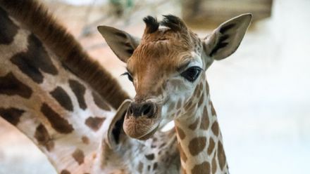 Zoo Praha: Žirafí samec se konečně postavil na nohy. Úspěch obdivují i v zahraničí