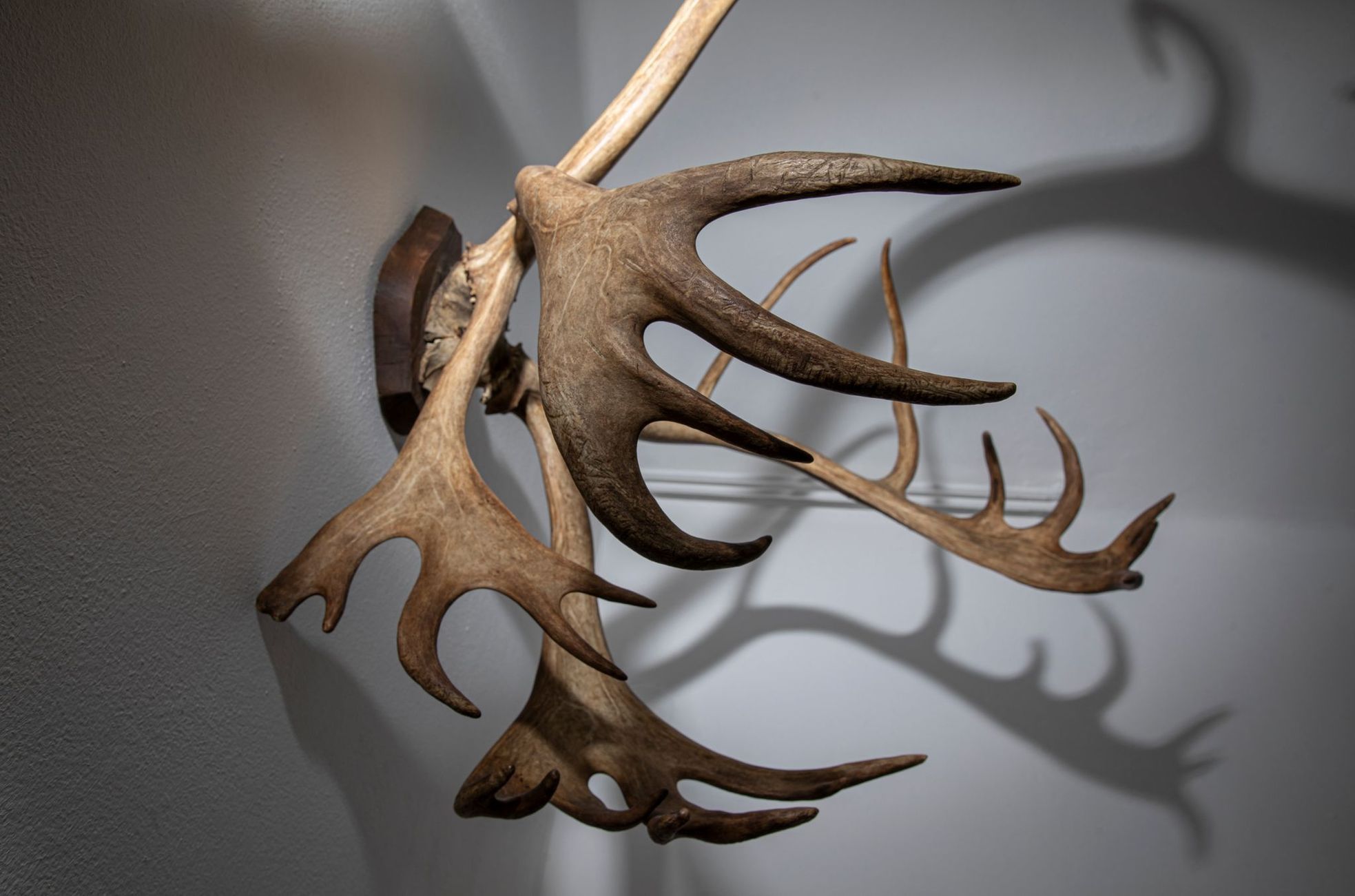 Jak bydlí Dagmar Pecková