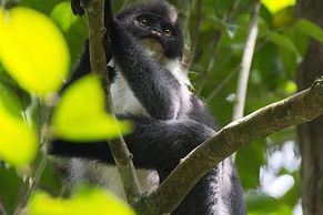 Badatelé objevili na východě Bornea "vyhynulou" opici