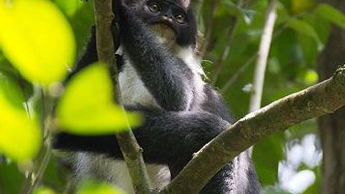 Badatelé objevili na východě Bornea "vyhynulou" opici