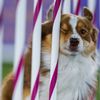 Toto jsou nejhezčí psi světa: Westminster Dog Show, New York 2021