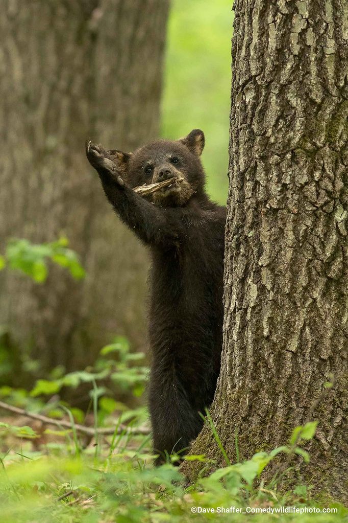 Finalisté soutěže Comedy Wildlife Photography Awards 2022