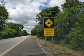 Jak se jezdí v Brazílii? Pozor, ať nesrazíte mravenečníka nebo pásovce