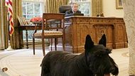 George W. Bush měl postupně tři psy - první byla fenka anglického špringršpaněla Spotty, která se narodila v Bílém domě už za vlády Bushe staršího. Následně měli Bushovi dva skotské teriéry, Barneyho a Miss Beazley. Bushovi měli také černou kočku Indii plemene americká krátkosrstá a na farmě v Texasu místní plemeno texaského dlouhorohého skotu Ofelii.