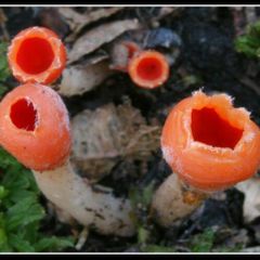 houby pelda ohnivec
