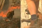 Vážně popáleného koalu zachránila náhodná kolemjdoucí, zvíře by jinak uhořelo