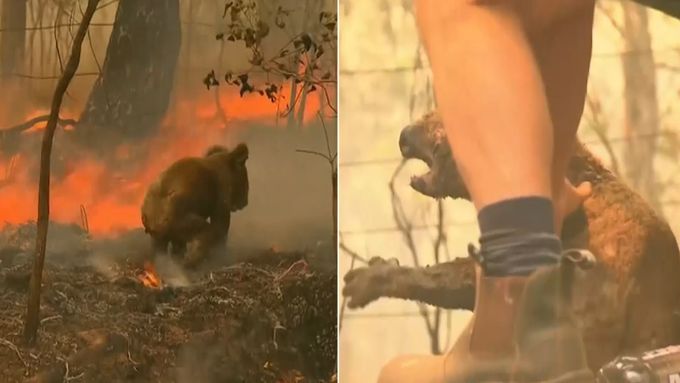 Vážně popáleného medvídka koalu z plamenů osvobodila náhodná kolemjdoucí