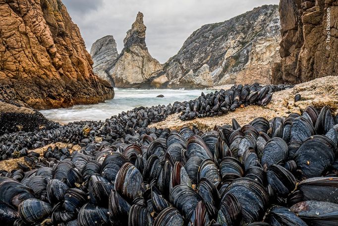 Fotografie ze soutěže Wildlife Photographer of the Year 2024