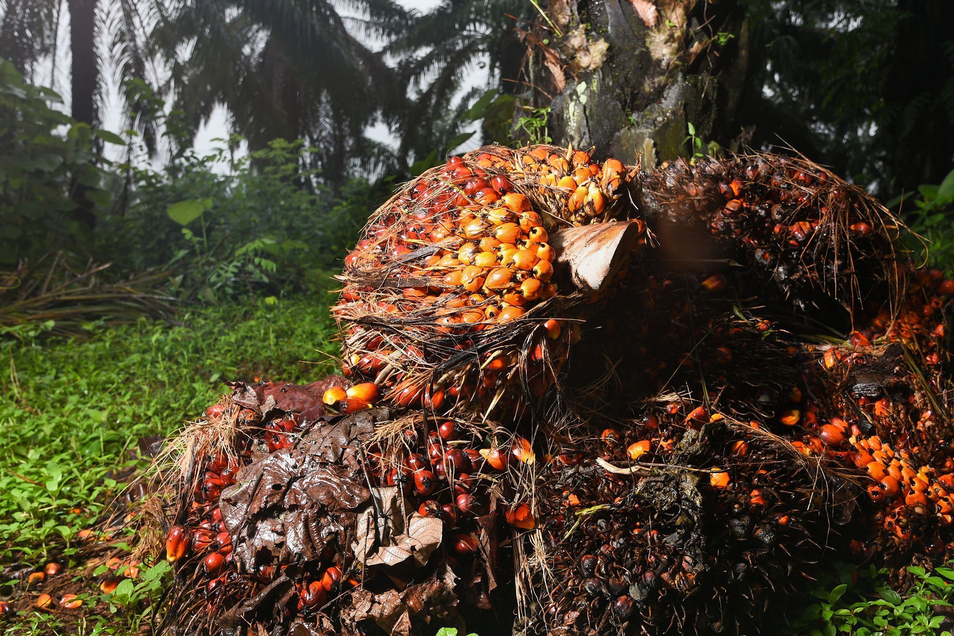 Fotogalerie / Produkce palmového oleje / Shutterstock