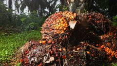 Fotogalerie / Produkce palmového oleje / Shutterstock