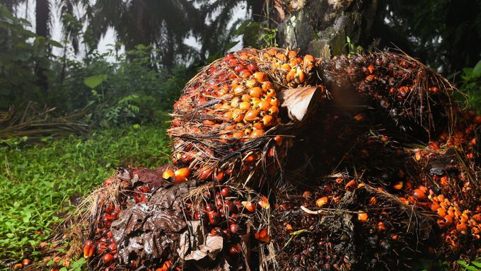 Produkce palmového oleje.
