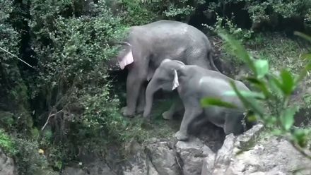 Sloní tragédie v Thajsku. Slůně ukloulo nad vodopádem, utopilo se skoro celé stádo