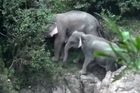 Sloní tragédie v Thajsku. Slůně ukloulo nad vodopádem, utopilo se skoro celé stádo