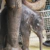 Slůně v ostravské ZOO