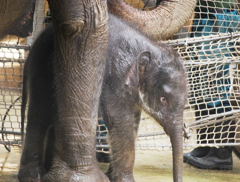 Slůně v ostravské ZOO