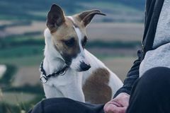 Jak točit film se psy, aby se netrápili? Režisér Gumpa vsadil na netradiční metodu