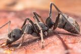 Mravenec rodu Diacamma, typický představitel mravenčího predátora v novoguinejských pralesích.