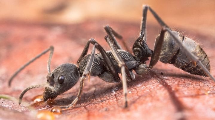 Když se příroda utrhne ze řetězu: bizarní novinky ze světa brouků a pavouků; Zdroj foto: Biologické centrum AV ČR, Milan Janda