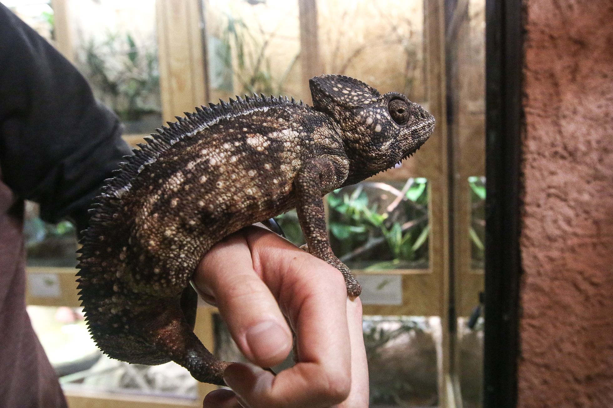 Zoopark Zájezd u Kladna, soukromá zoo, zvířata, chameleon, lemur