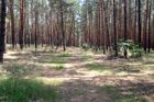Obnova lesa u Bzence vázne, nové stromky ničí chrousti