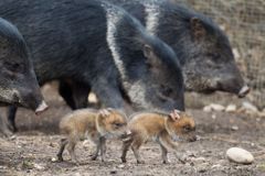 Pražské zoo se daří. Od začátku roku přivítala stovky mláďat