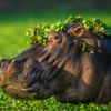 Finalisté soutěže Nikon Comedy Wildlife Awards 2024
