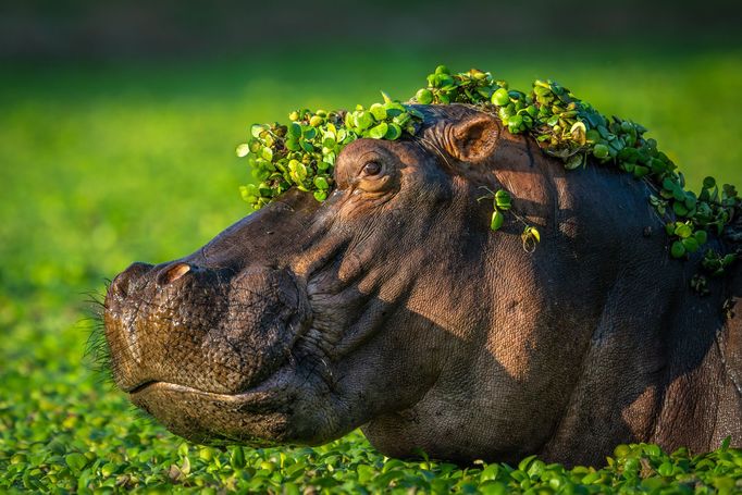 Finalisté soutěže Nikon Comedy Wildlife Awards 2024