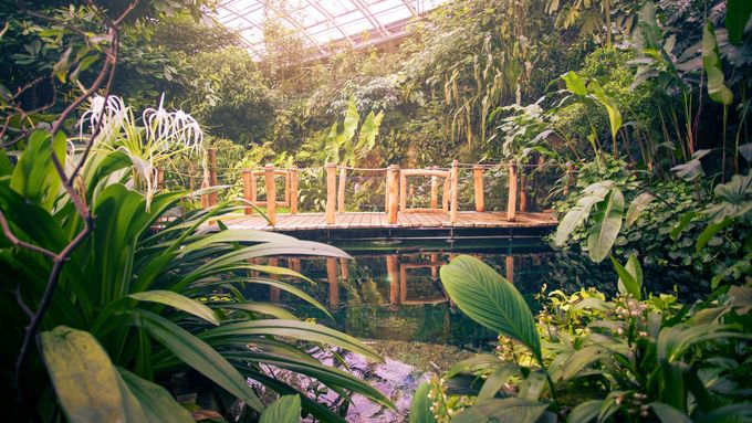 Obrazem: Zákoutí džungle i pestří motýli. Tropický skleník v Praze letos slaví 20 let