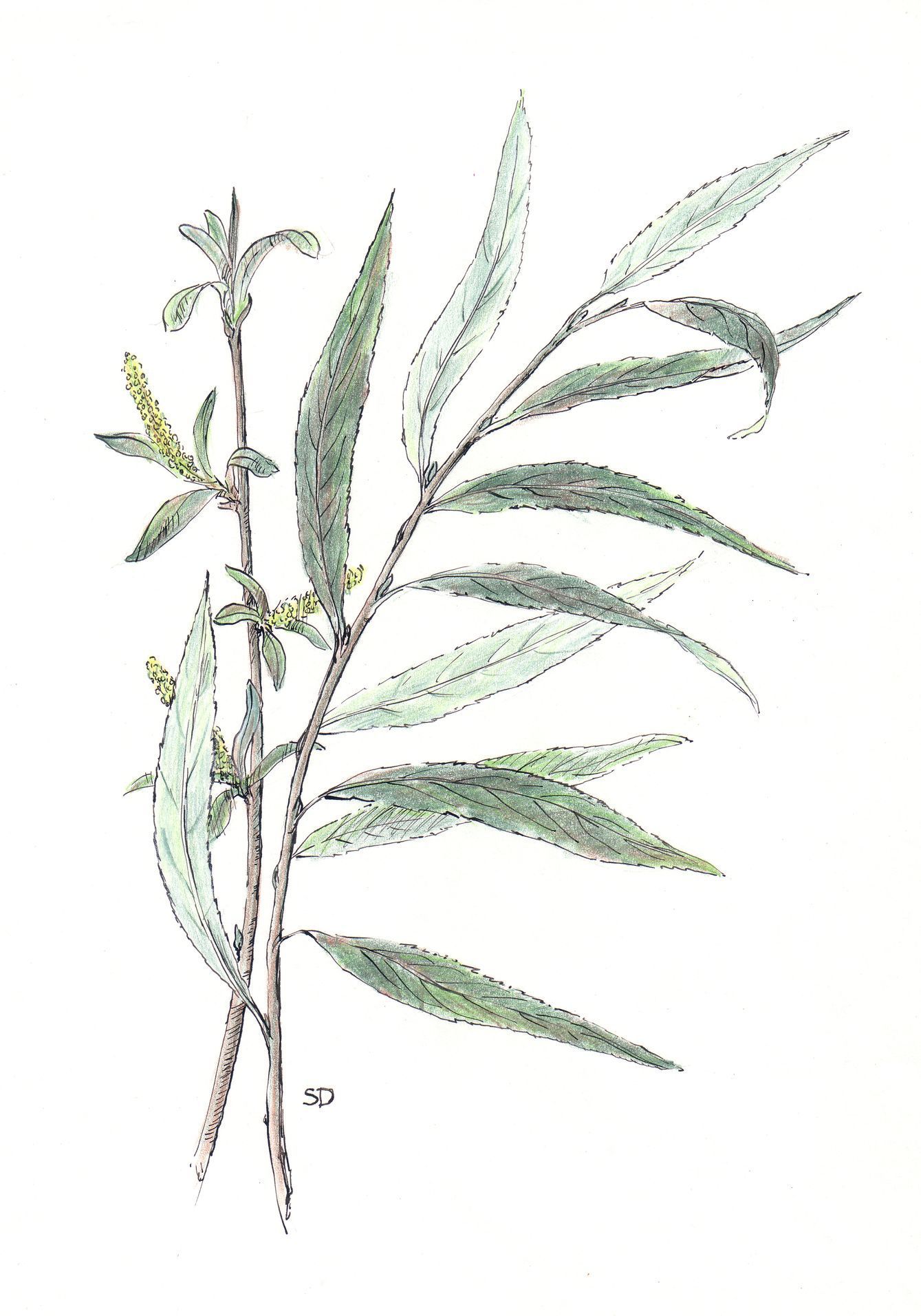 kresby, dr. dudek. bylinky