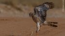 Fotografie ze soutěže Wildlife Photographer of the Year, které se utkají o cenu veřejnosti.