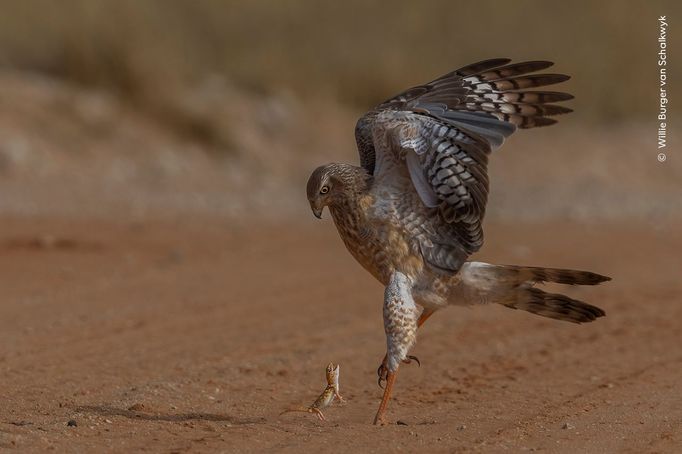 Fotografie ze soutěže Wildlife Photographer of the Year, které se utkají o cenu veřejnosti.