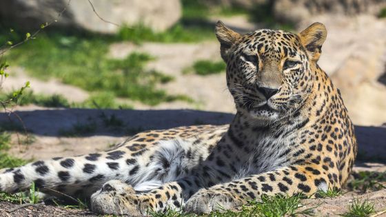 Foto: Smutná královédvorská zoo. Milionová ztráta strmě roste, jde i o přežití druhu