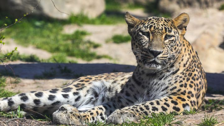 Foto: Smutná královedvorská zoo. Milionová ztráta strmě roste, jde i o přežití druhu