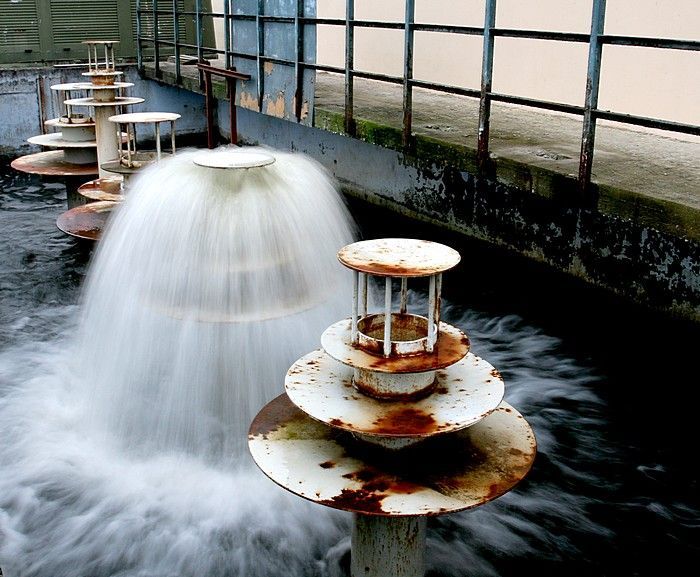 Do Prahy přijeli vánoční kapři