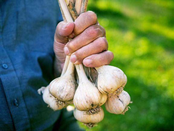 Na seznamu potravin, po kterých budete vonět přitažlivěji, se překvapivě ocitl i česnek. 