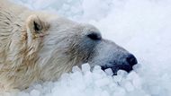 Polední siesta na ledu. Aleut, druhý z pražských ledních medvědů, leží rozplácnutý zabořený v chladu, spokojeně mhouří oči a nechává se od kostek ochlazovat jako od severního větru.