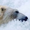 Zoo, Praha, led, horko, opice, lední medvěd, papoušek, počasí, gorila
