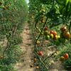 Farma Pech