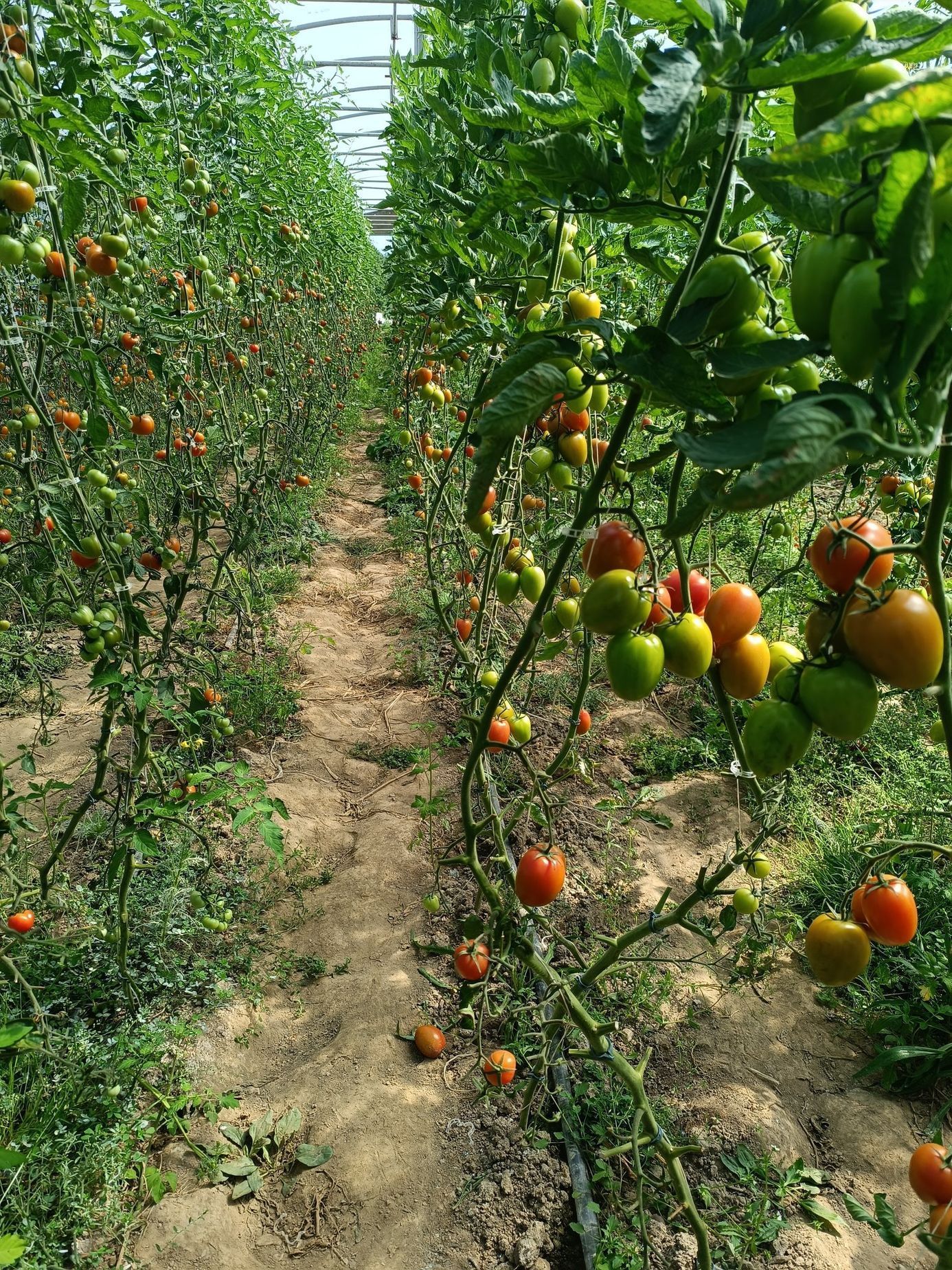 Farma Pech