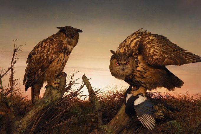 A diorama representing owls chasing at dusk.