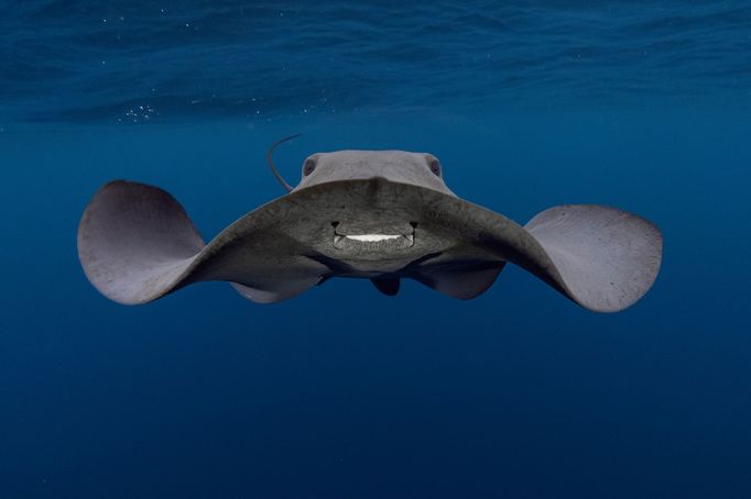 Vítězové soutěže Underwater Photographer of the Year 2021